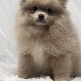 Lila - Lavender female Pomeranian puppy in Brentwood, California from Royalpawpoms
