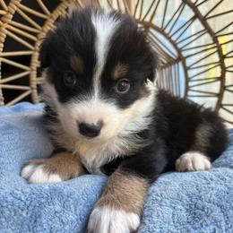 Charlie - Black tri-color male Australian Shepherd puppy in Grants Pass, Oregon from Carmel Mountain Aussies
