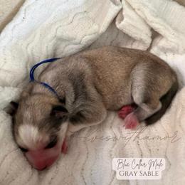 Ocean - Sable and white male Siberian Husky puppy in Lodi, California from Wolves with Amor