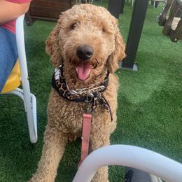 Labradoodle All Grown Up from Faulkner Doodles