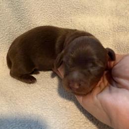 CKC Boy 4 - Chocolate and tan male Dachshund puppy in Grand Valley, Pennsylvania from Dachshunds on the Hill