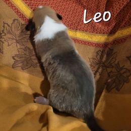 Leo - Sable male Collie puppy in Mattoon, Illinois from Gold Leaf Collies