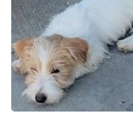 Kylo - Russell Terrier