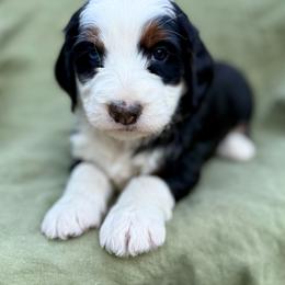 Oreo (purple collar) - Tri-color female Bernedoodle puppy in Colorado Springs, Colorado from Mercy Mountain Bernedoodles