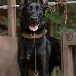 Belgian Malinois All Grown Up from Mike Maas' working dogs