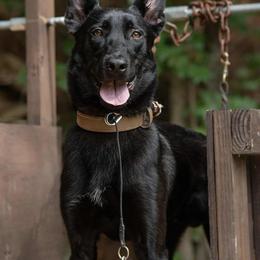 Belgian Malinois All Grown Up from Mike Maas' working dogs