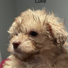 Poodles, Shihpoos, Shih Tzus, Shorkies, and Yorkipoos from Oodles of Poodles & Doodles