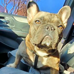 Bulldogs and French Bulldogs from Jose's Bulldogs and French Bulldogs