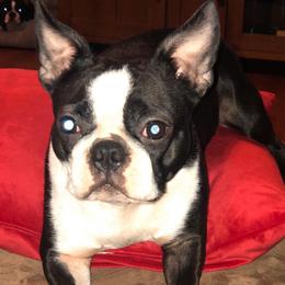 Boston Terriers from Coastie Canines