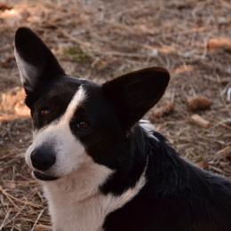 Cardigan Welsh Corgi puppies from Corgi Gardens