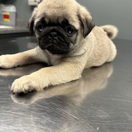 Pug Puppies from Buckingham Pugs of Alabama