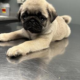 Pug Puppies from Buckingham Pugs of Alabama