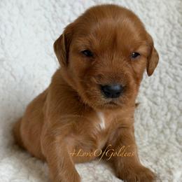 Seth - Dark golden male Golden Retriever puppy in La Verne, California from 4LoveofGoldens