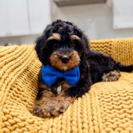 S'mores Ultra Mini Bernedoodle Tri-Color - Black and white male Bernedoodle puppy in Herriman, Utah from Rose Canyon Doodles