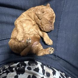 Biggie - Red  male Goldendoodle puppy in Graham, North Carolina from Geise Meadow Doodles