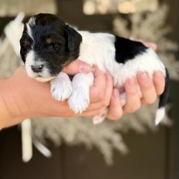 Monkey - Tri-color male Bernedoodle puppy in Salt Lake County, Utah from Coco Avenue Pups