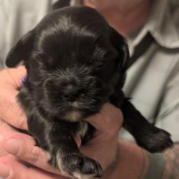 Micky - Grizzle male Lhasa Apso puppy in Fort Worth, Texas from Cynthia's Lhasa Apsos