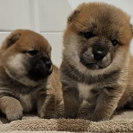 Shiba Inu puppies from Tanitaki Shibas