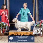 Gilda - Clumber Spaniel