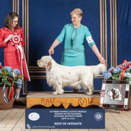 Gilda - Clumber Spaniel
