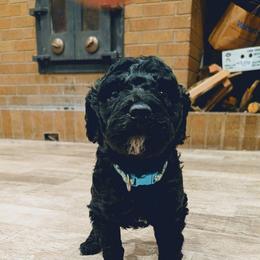 Annie - Black and white female Aussiedoodle puppy in Yacolt, Washington from Aussiedoodles by Maggie