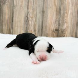 Astro - Tri-color male Bernedoodle puppy in Wamego, Kansas from Doodles of Oz