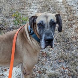 Scooby - Great Dane