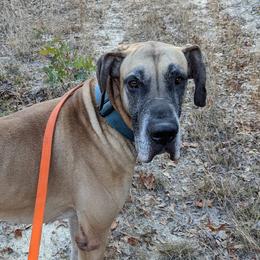 Scooby - Great Dane