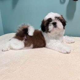 Shih Tzu Puppies from Crown Dynasty Shih Tzu
