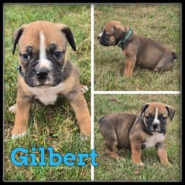 Gilbert - Fawn and white male Olde English Bulldogge puppy in Wheeler, Michigan from Haase Family Kennels
