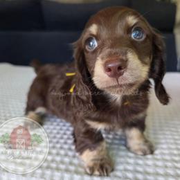 Chocolate and Cream 1300 - Chocolate and cream male Dachshund puppy in Texarkana, Arkansas from Dogwood Acre Dachshunds