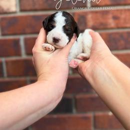 Yelena - Brown and white female Bernedoodle puppy in Owasso, Oklahoma from Kallams Bernedoodles & Bernese Mountain Dogs
