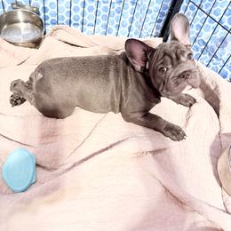 Joan Rivers - Blue female French Bulldog puppy in Deer Park, Texas from Lots of Ropes French Bulldogs