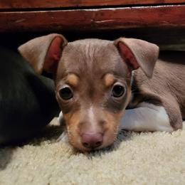 Rat Terrier Puppies from Country Rat Terriers