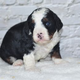 Aspen - Tri-color female Bernedoodle puppy in Moulton, Iowa from Shondel Puppy Paws