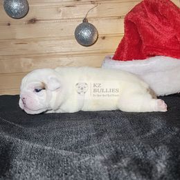 Girl 1 - White female Bulldog puppy in Hillsdale County, Michigan from KZ Bullies LLC
