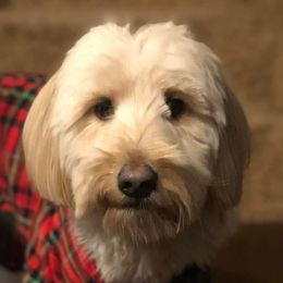 Goldendoodles and Labradoodles from Mi Best Doodle Ever, LLC