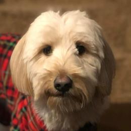 Goldendoodles and Labradoodles from Mi Best Doodle Ever, LLC
