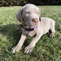 "Iris" Weimaraner Puppies from Baird Weims - AKC registered