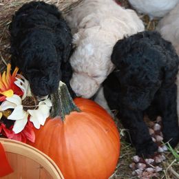 Poodle Puppies from Country Road Homestead