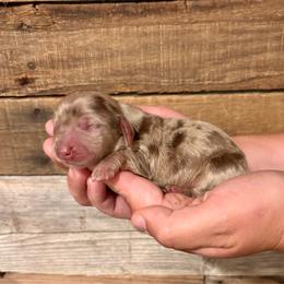 Chocolate Dapple Male - Dapple male Dachshund puppy in Shelley, Idaho from Journey’s End Dachshunds