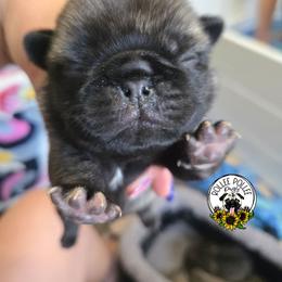 Boy 3 - Fawn male Pug puppy in Keysville, Georgia from Rollee Pollee Pugs