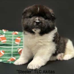 Steeler - Black, silver undercoat male Akita puppy in Chillicothe, Missouri from TLC Akitas