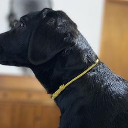 Yellow Collar - Black Labrador Retriever puppy in Mansfield, Missouri from Labradors of Moxley Meadow