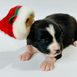 Boo - Black & white female Miniature Australian Shepherd puppy in Luling, Texas from Little Wood Toy and Mini Aussies