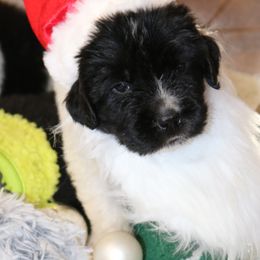 Boy 1 - White and black male Newfoundland puppy in Ellendale Forge, Pennsylvania from Opening Heavens Doors Newfoundlands