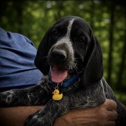 Puppy 1 blue collar available - Black roan male German Shorthaired Pointer puppy in Hardeman County, Tennessee from Howell Farm GSP