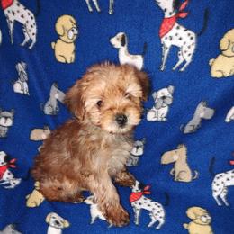 Boy 2 - male Yorkipoo puppy in Lapeer, Michigan from Puppy Kisses