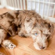 Bernedoodles, Goldendoodles, and Whoodles from Fleury Farm Doodles NC