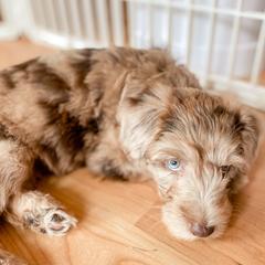 Bernedoodles, Goldendoodles, and Whoodles from Fleury Farm Doodles NC